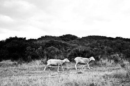 Campaign lamb flock