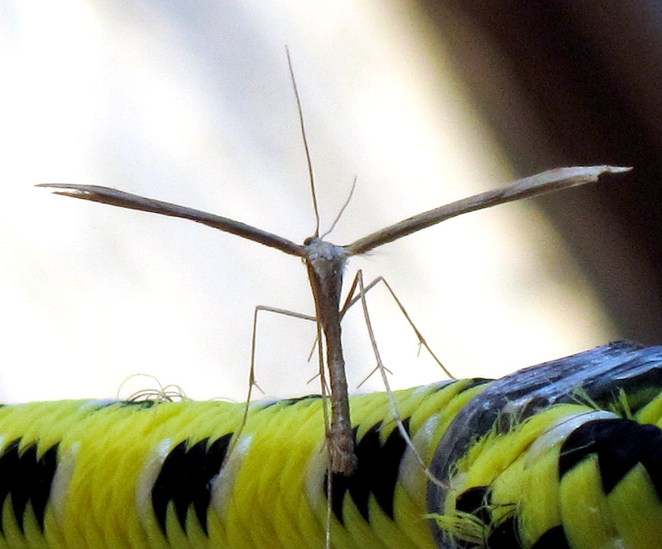 Emmelina monodactyla (Morning-glory Plume Moth), Arnhem, the Netherlands