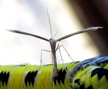 Emmelina monodactyla (Morning-glory Plume Moth), Arnhem, the Netherlands