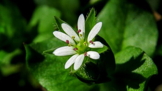 Nature meadow flower plant