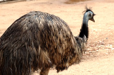 Emu-Melbourne-Zoo-20070224-003 photo