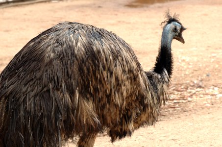 Emu-Melbourne-Zoo-20070224-003
