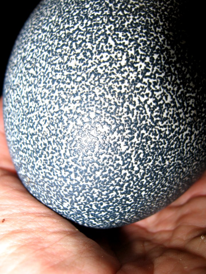 Emu egg in close up