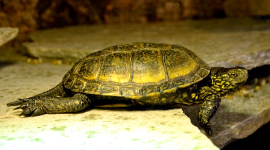 Emys orbicularis Genève 24102014 2