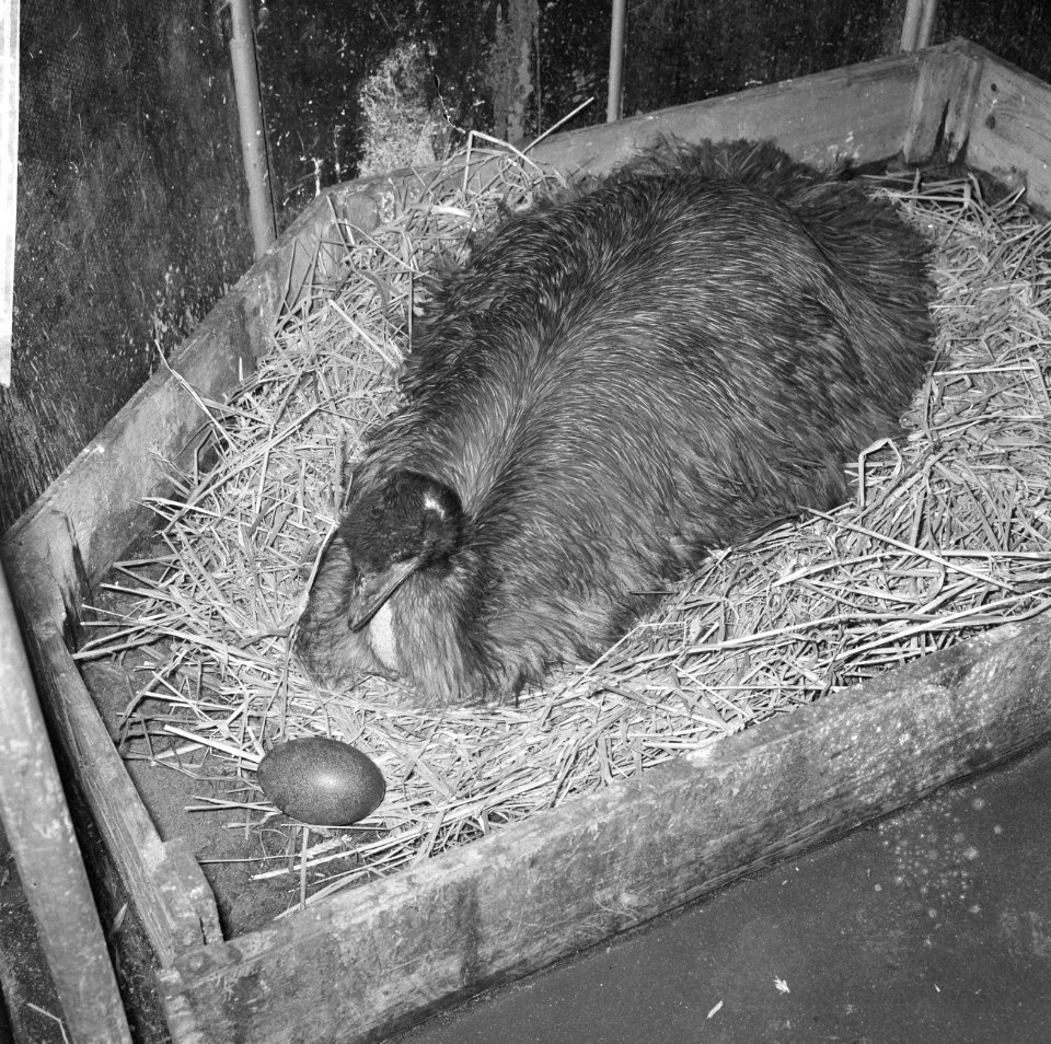 Emoe met acht eieren in Artis, de emoehaan zal de eieren uitbroeden, Bestanddeelnr 918-9470