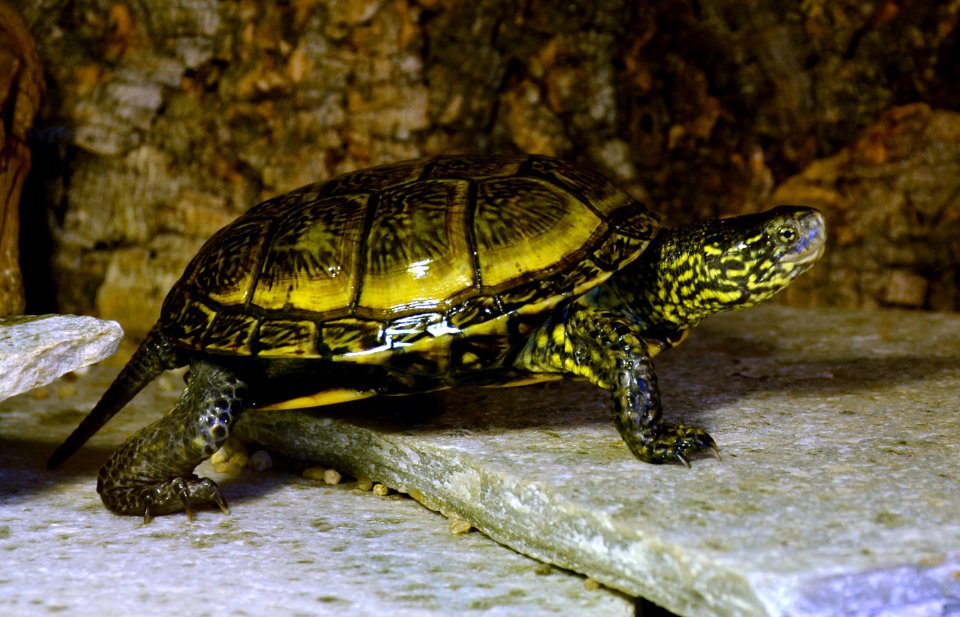Emys orbicularis Genève 24102014 1