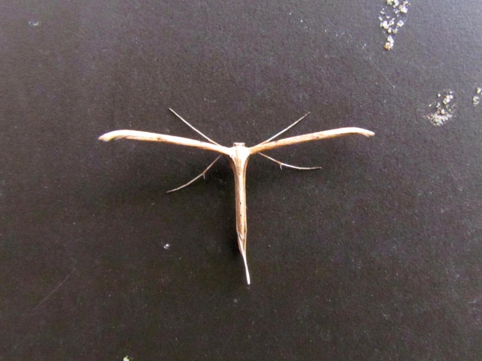 Emmelina monodactyla, NL