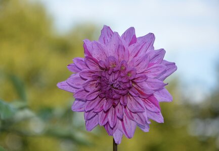 Plant violet garden photo
