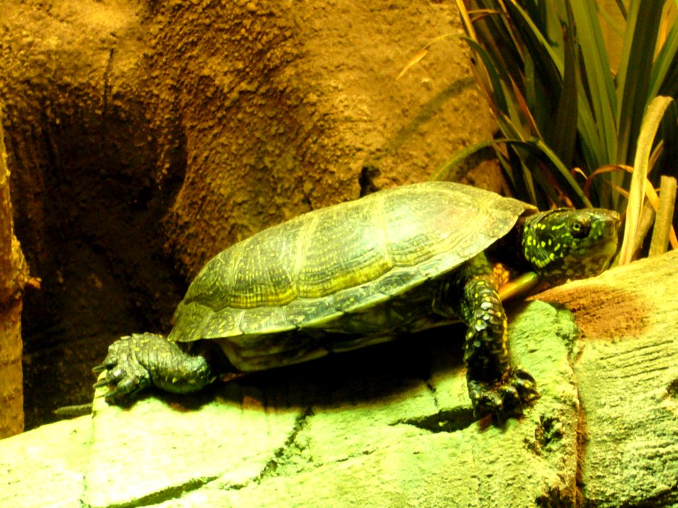 Emys orbicularis, Zoo de Vincennes 03
