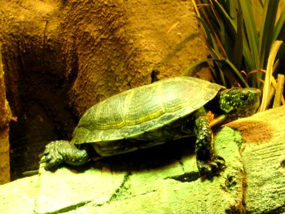 Emys orbicularis, Zoo de Vincennes 03