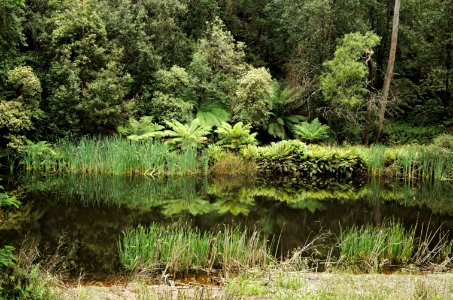 Emu-River-Fern-Glade-20071225-002
