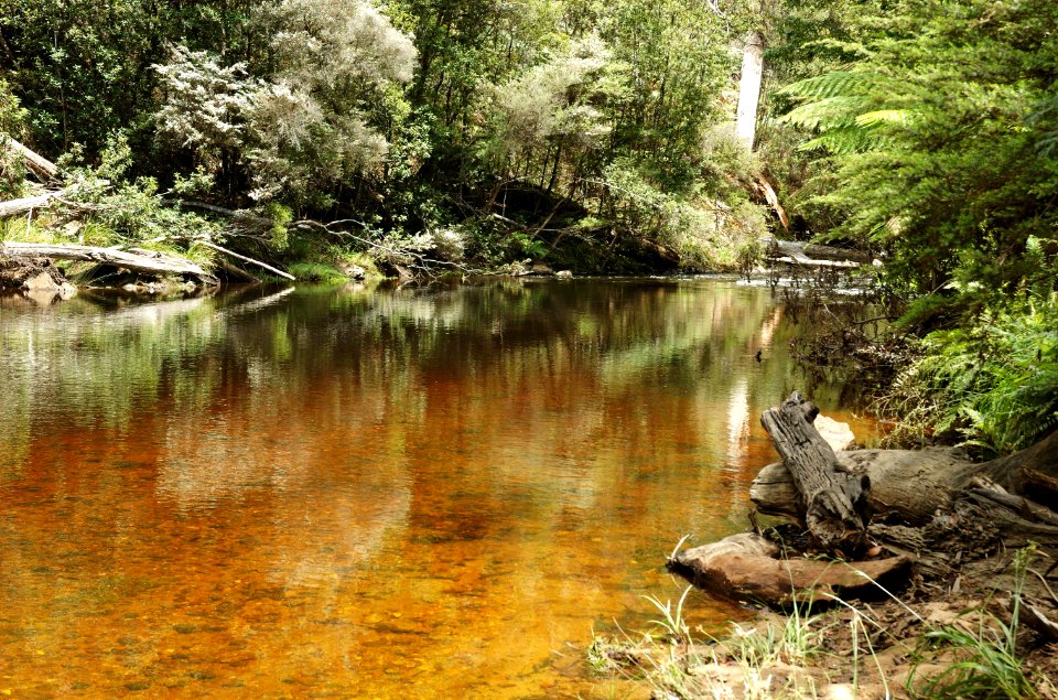 Emu-River-Fern-Glade-20071225-005