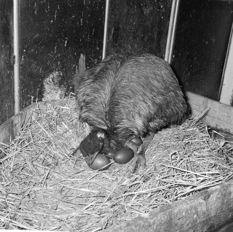 Emoe met acht eieren in Artis, de emoehaan zal de eieren uitbroeden, Bestanddeelnr 918-9469
