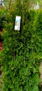 Emerald Green Arborvitae plants growing in NJ in April
