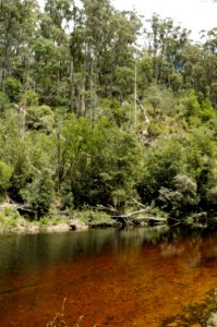 Emu-River-Fern-Glade-20071225-006