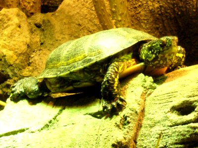 Emys orbicularis, Zoo de Vincennes 01