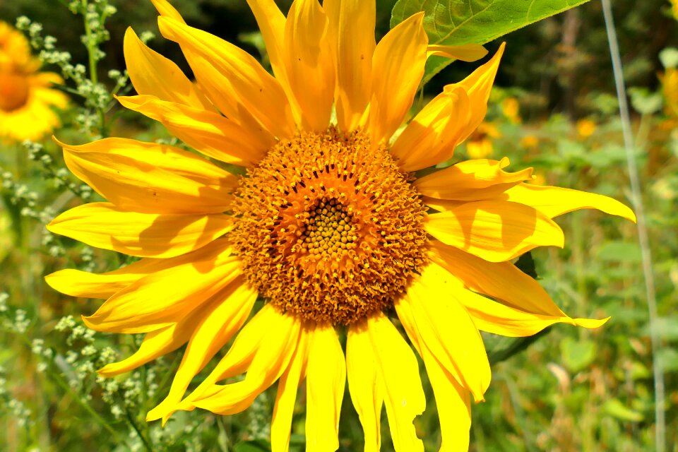 Yellow blossom bloom