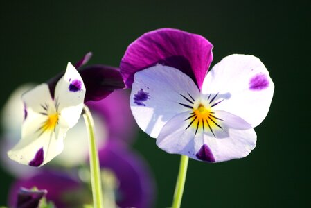 Floral purple violet photo