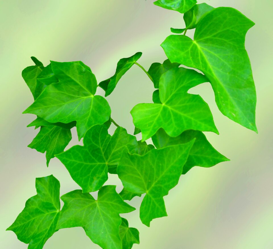 Climber plant hedera helix plant