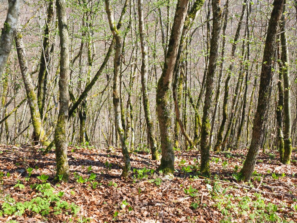 Nature strains wood