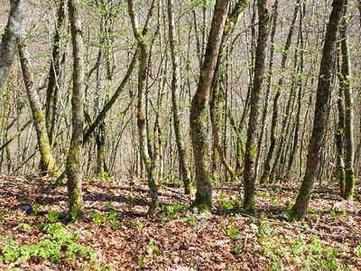 Nature strains wood