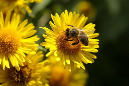 Pollination collect pollen flower