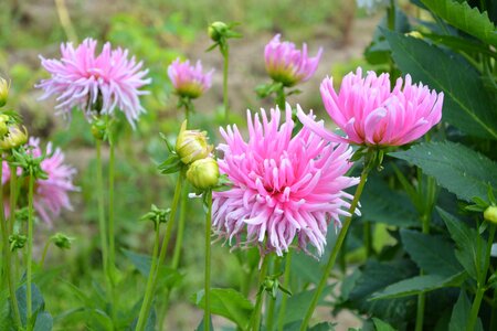 Plant pink flower summer flower photo