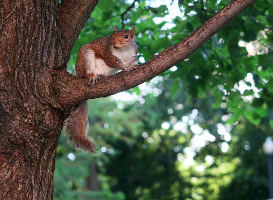 Cute mammal common