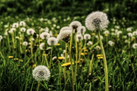 Common dandelion pointed flower close up photo