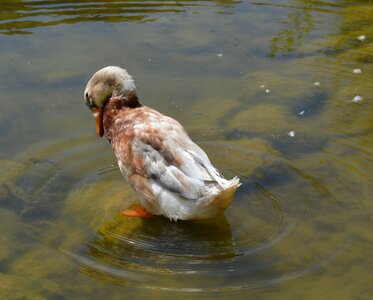 Bird plumage swimming duck