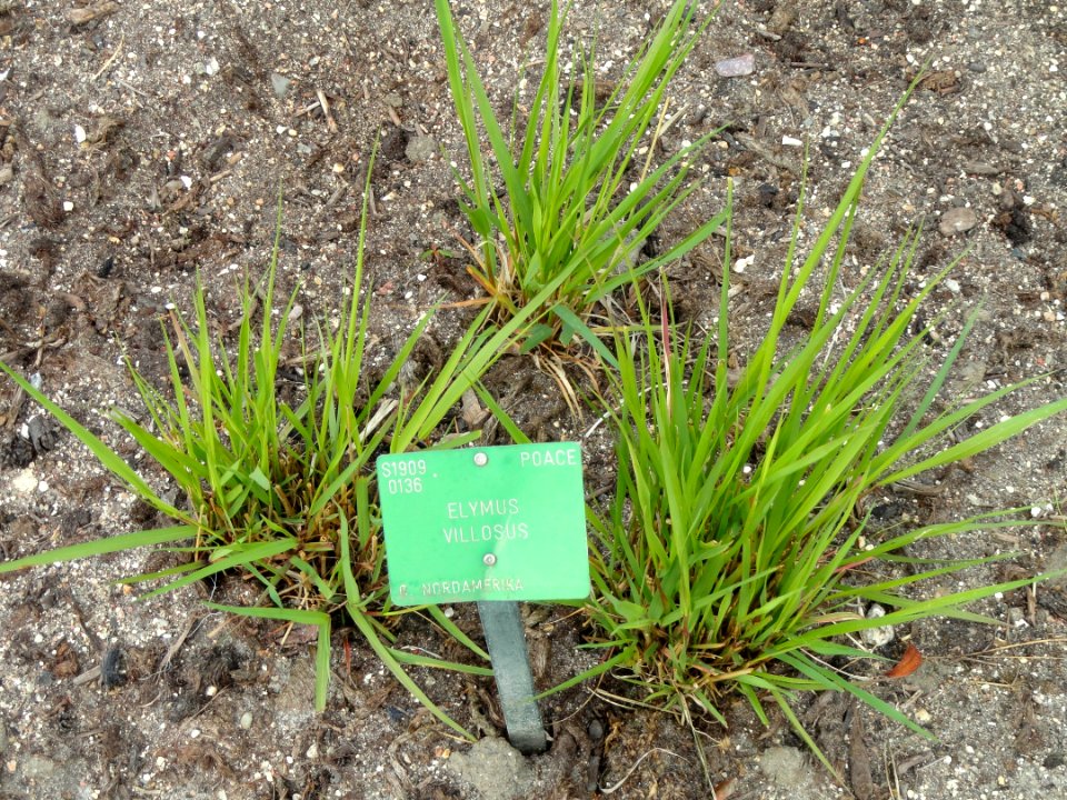 Elymus villosus - Copenhagen Botanical Garden - DSC07689