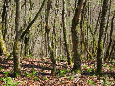 Nature strains wood
