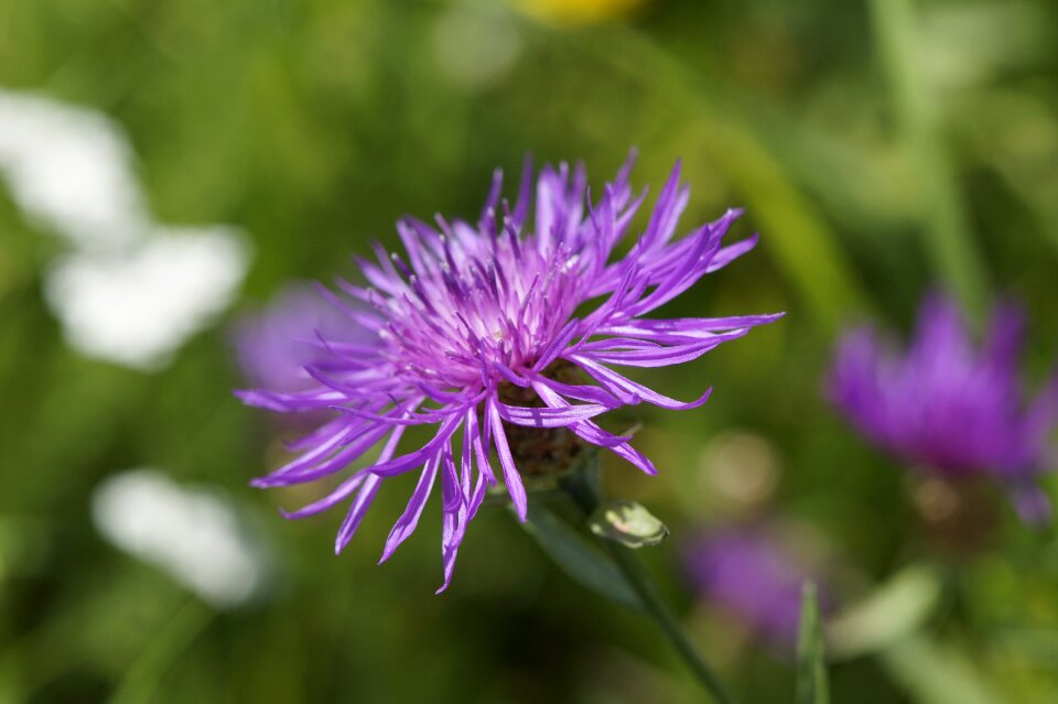 Pointed flower purple had knapweed