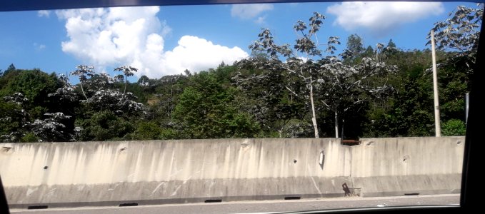 Embaúba-prateada no Lado da Rodovia dos Tamoios