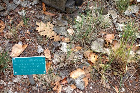 Elymus spicatus (Pseudoroegneria spicata) - Regional Parks Botanic Garden, Berkeley, CA - DSC04251