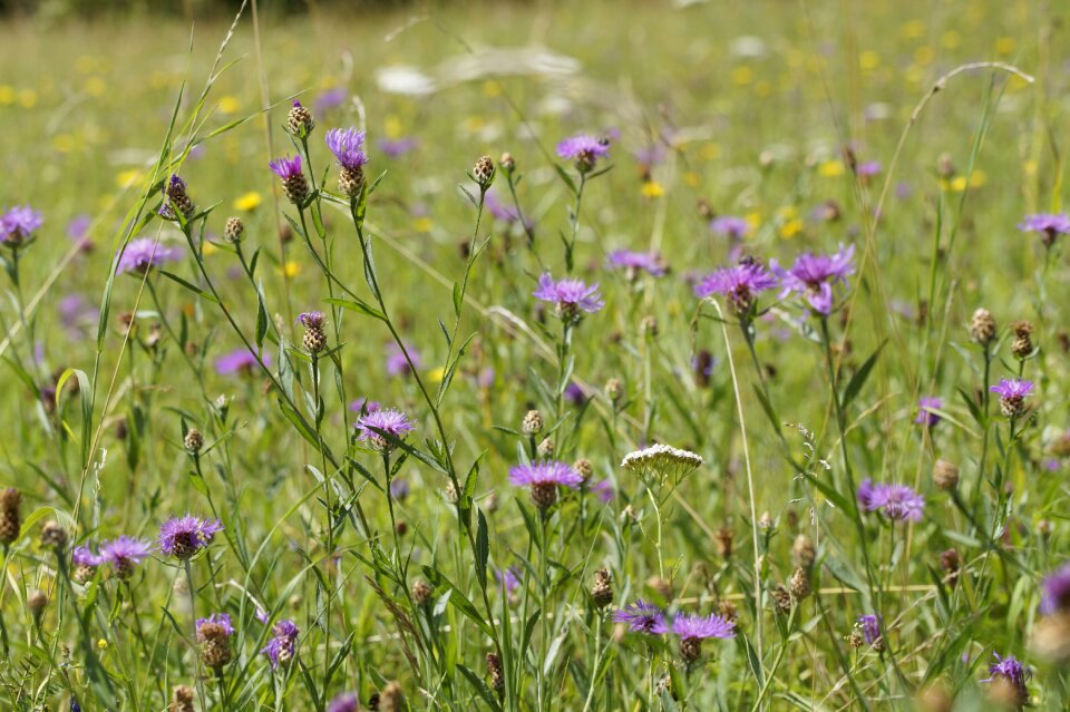 Summer meadow flora germany