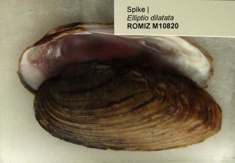 Elliptio dilatata - Royal Ontario Museum - DSC00198