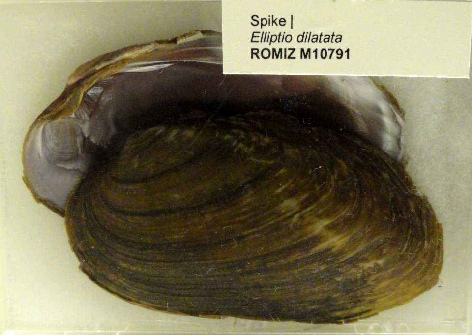 Elliptio dilatata - Royal Ontario Museum - DSC00193