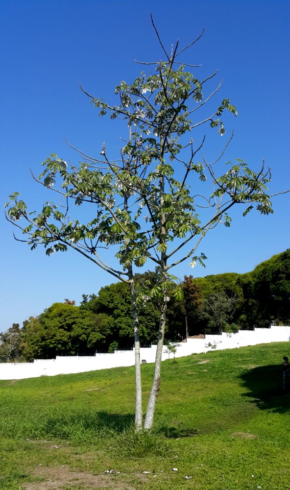 Embaúba no SEDES, Taubaté