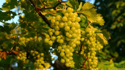 Vines stock vine green grapes