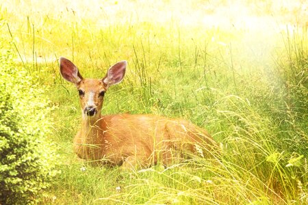 Mammal antlers autumn