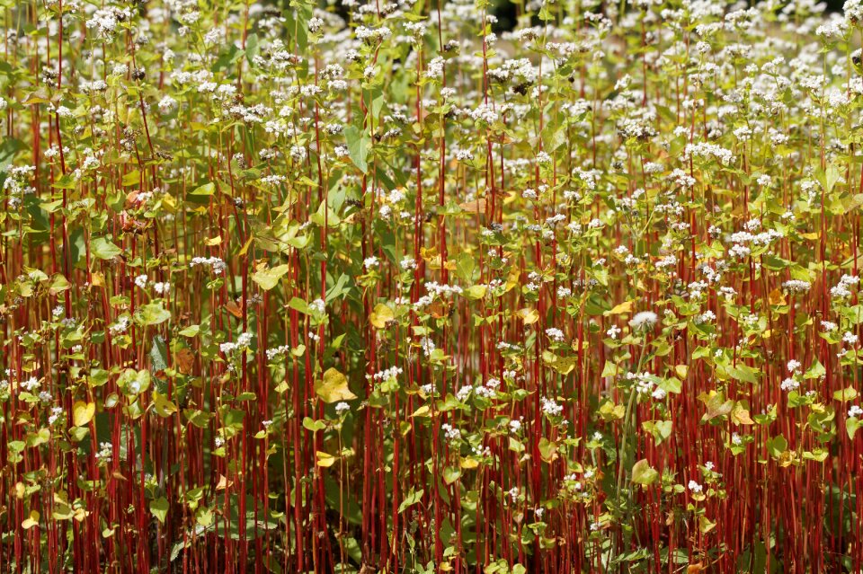 Plant red stile red stem