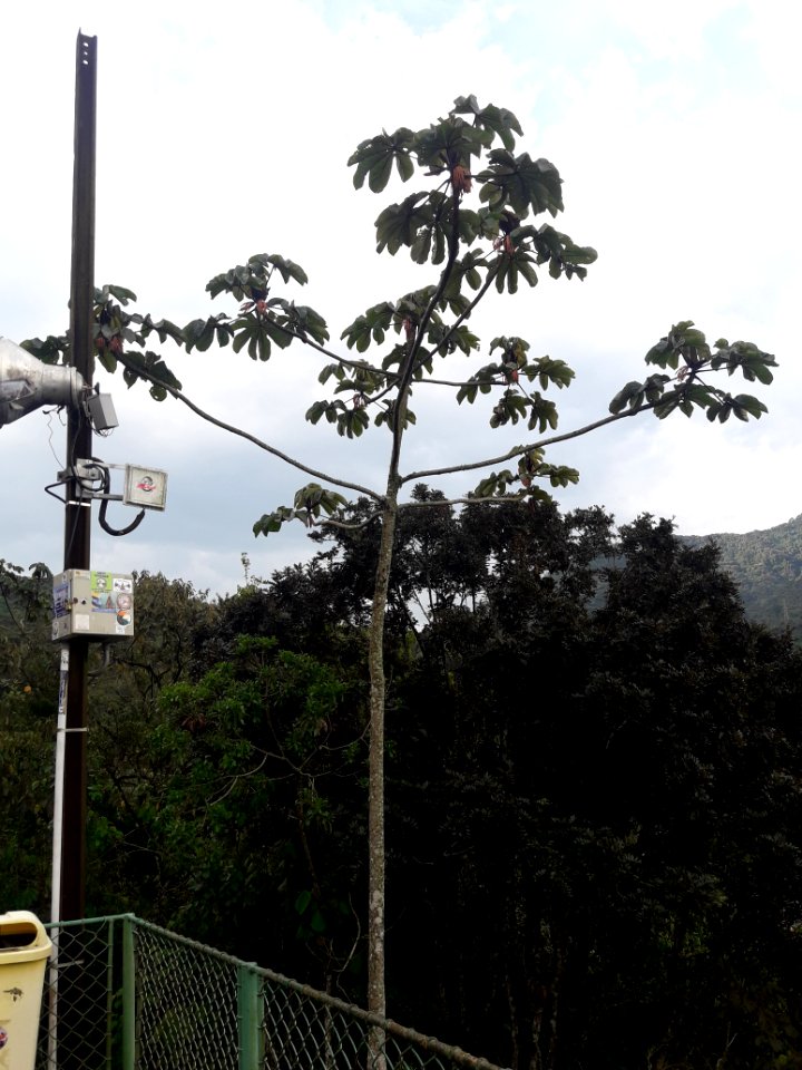 Embaúba no Mirante de N. Sra Auxiliadora 1