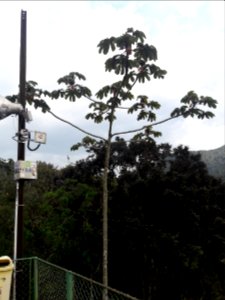 Embaúba no Mirante de N. Sra Auxiliadora 1