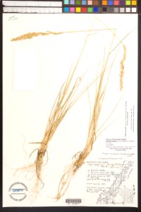 Elymus lanceolatus subsp psammophilus Clay Banks Wisconsin