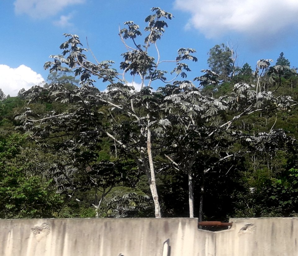 Embaúba-prateada no Lado da Rodovia dos Tamoios (cropped)