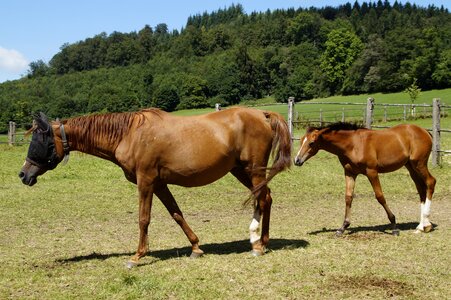 Horses horse pasture paddock
