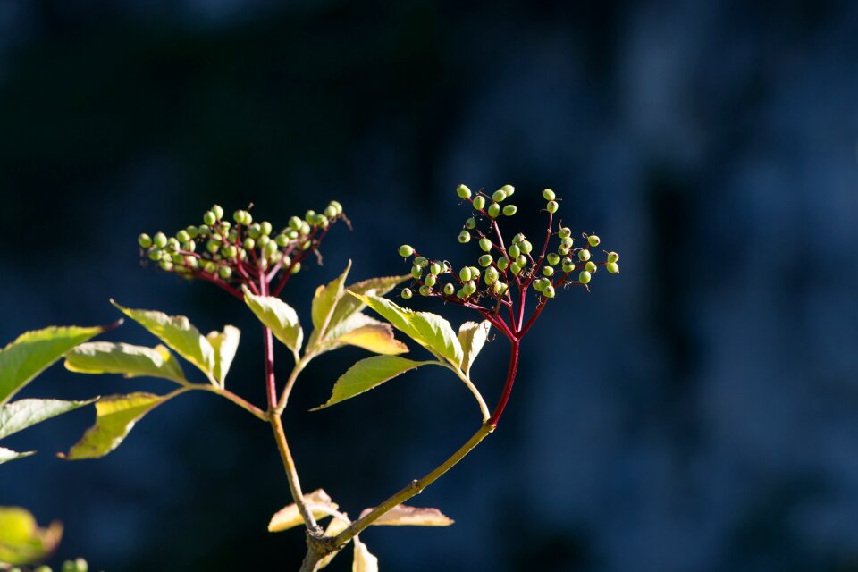 Plant berries sambucus