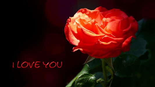I love you rose card map