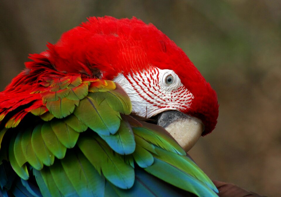 Parrot nature animal portrait